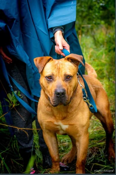 Leonek, 6yo Mixed Breed for adoption at Schronisko dla Zwierząt w Słupsku