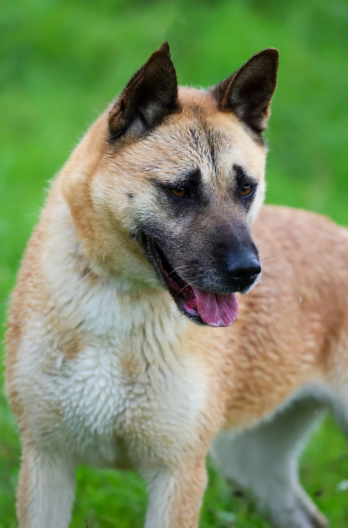 Hexa, Mixed Breed for adoption at Schronisko dla Zwierząt w Słupsku