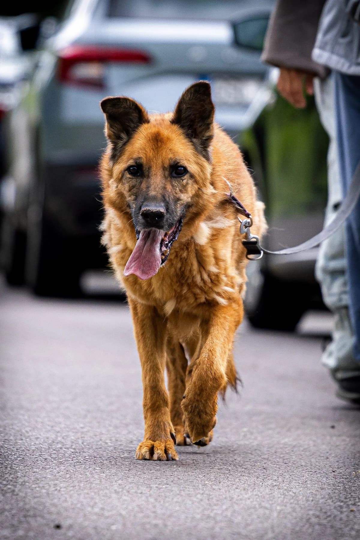 Cygar, senior Mixed Breed for adoption at Schronisko dla Zwierząt w Słupsku