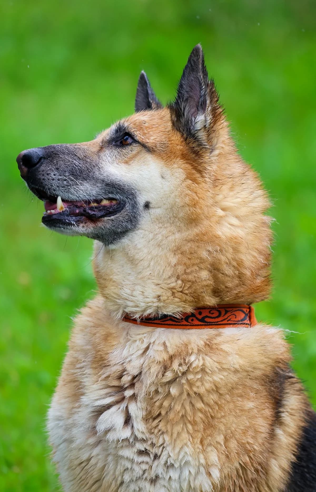 Darhan, Mixed Breed for adoption at Schronisko dla Zwierząt w Słupsku