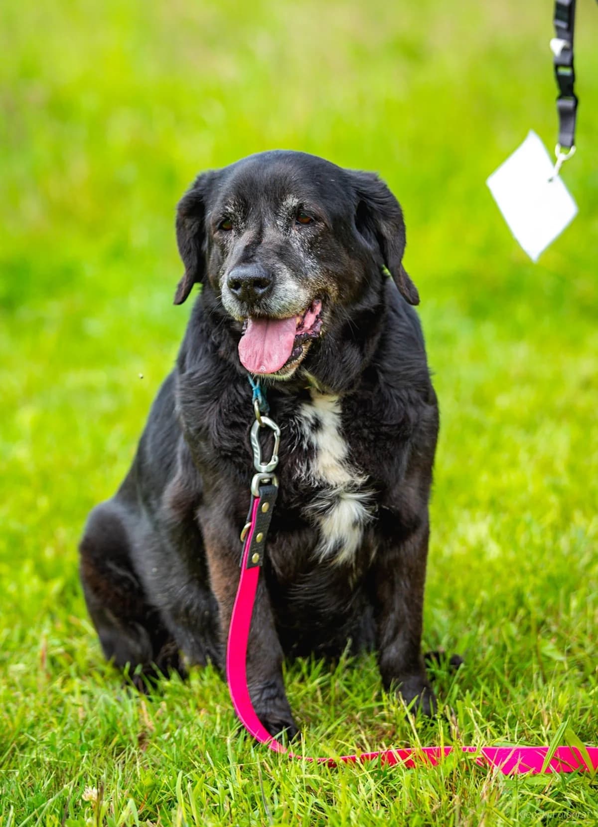 Black, Mixed Breed for adoption at Schronisko dla Zwierząt w Słupsku