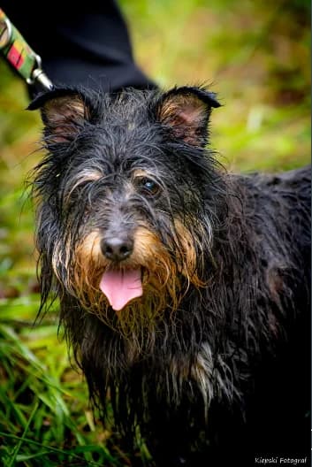 Zeke, 7yo Mixed Breed for adoption at Schronisko dla Zwierząt w Słupsku