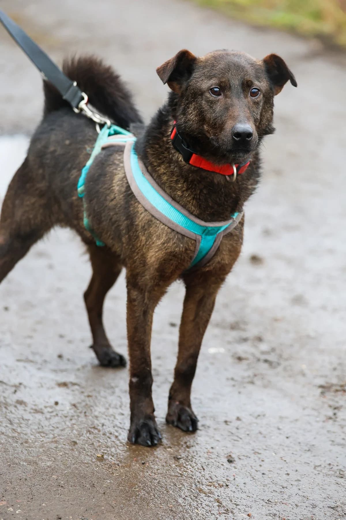 Admirał, 7yo Mixed Breed for adoption at Schronisko dla Zwierząt w Słupsku