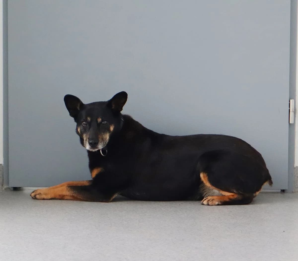 Aza, Mixed Breed for adoption at Schronisko dla Zwierząt w Słupsku