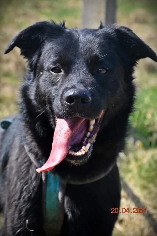 Joker, senior Mixed Breed for adoption at Schronisko dla Zwierząt w Słupsku