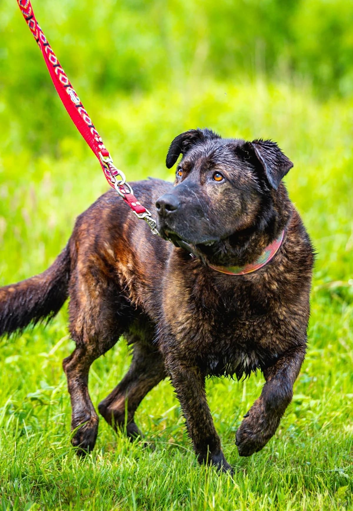 Drogon, 7yo Mixed Breed for adoption at Schronisko dla Zwierząt w Słupsku