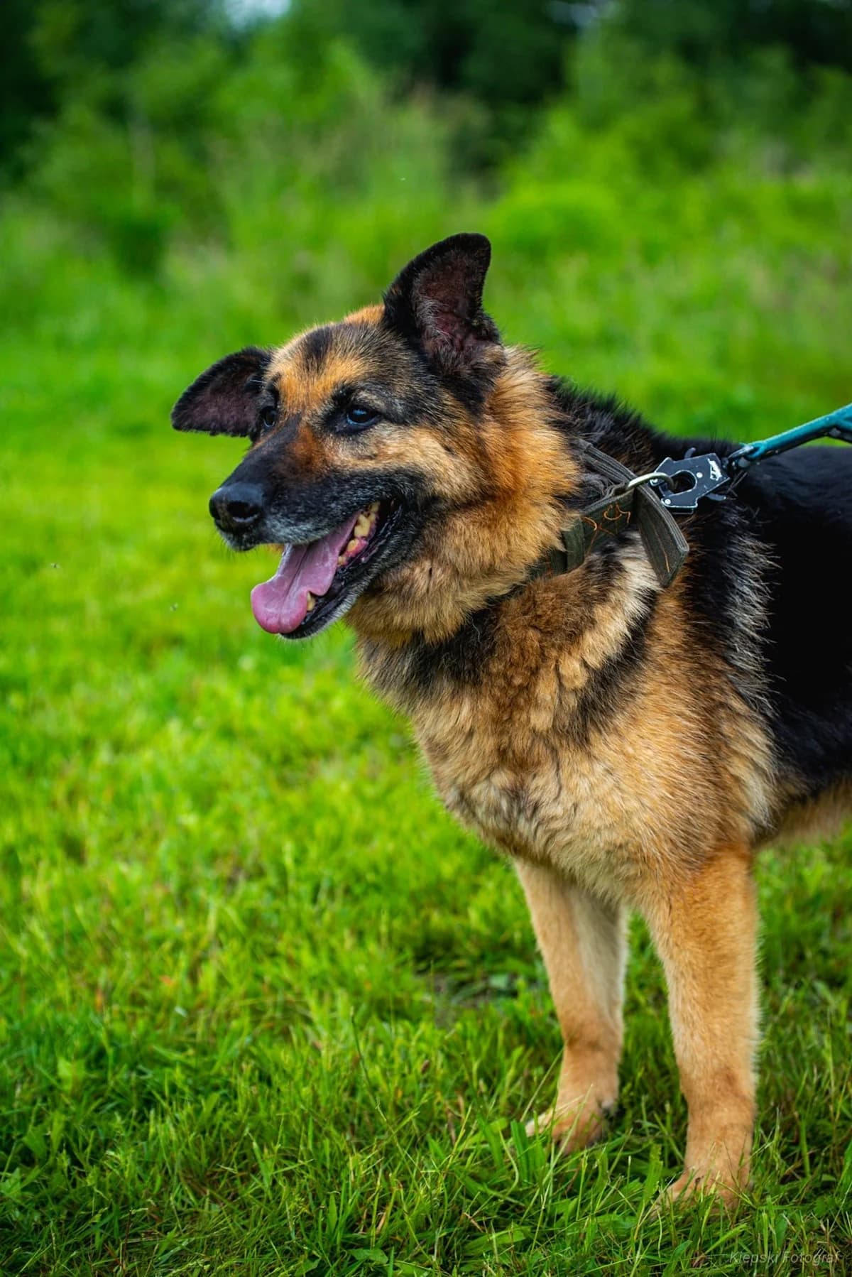 Doxa, senior Mixed Breed for adoption at Schronisko dla Zwierząt w Słupsku