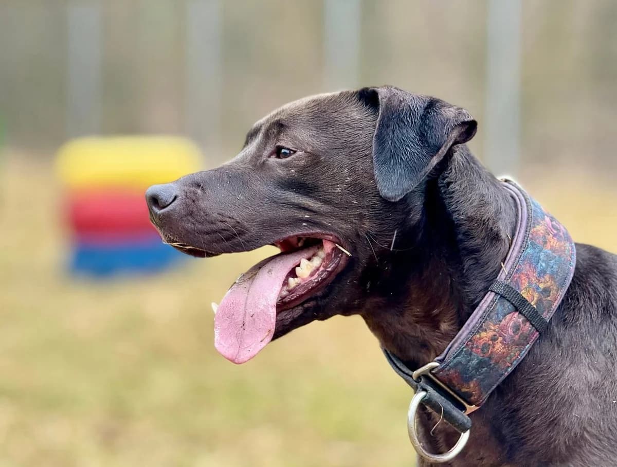 Morbi, 4yo Mixed Breed for adoption at Schronisko dla Zwierząt w Słupsku