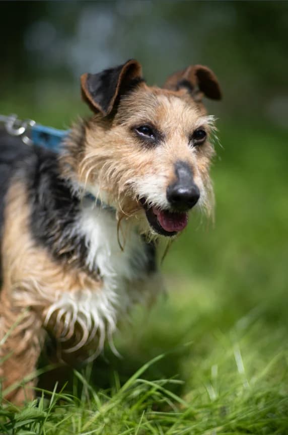 Cazzo, Mixed Breed for adoption at Schronisko dla Zwierząt w Słupsku