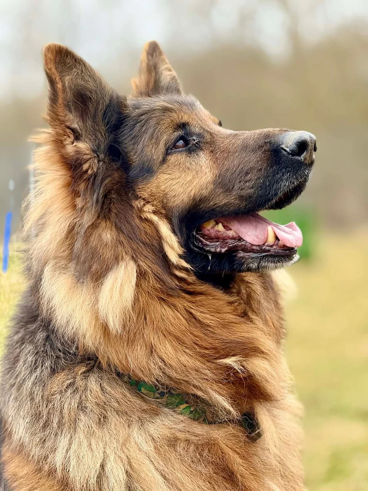 Killer, Mixed Breed for adoption at Schronisko dla Zwierząt w Słupsku