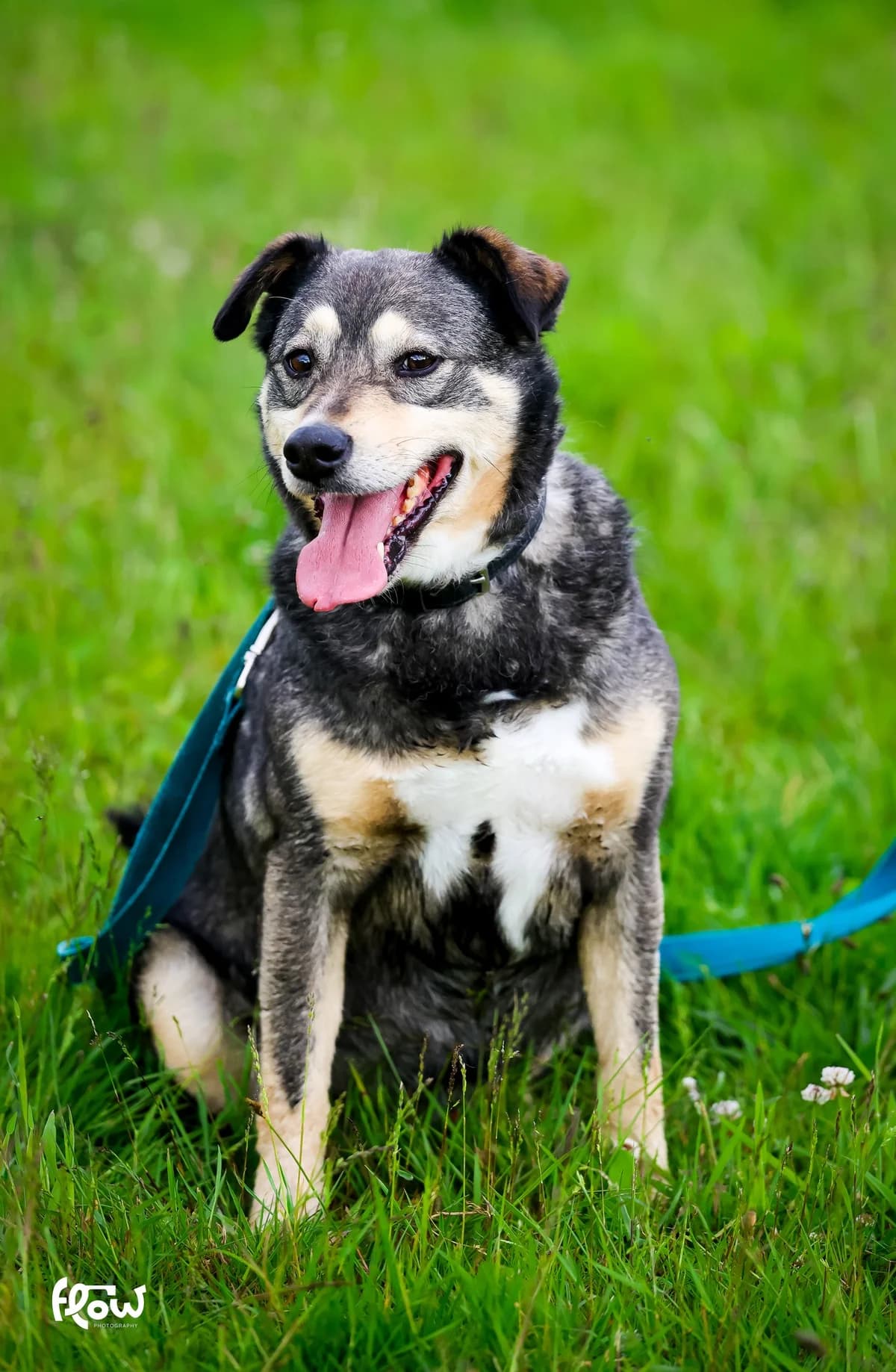 Vento, Mixed Breed for adoption at Schronisko dla Zwierząt w Słupsku