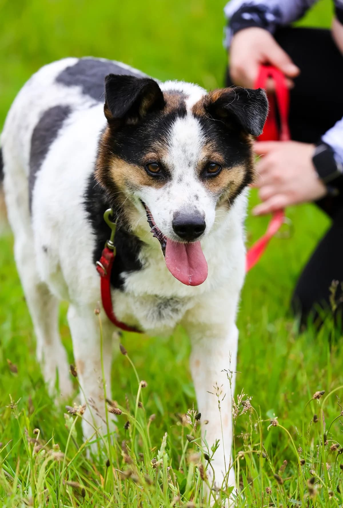 KRA-TOZ, Mixed Breed for adoption at Schronisko dla Zwierząt w Słupsku