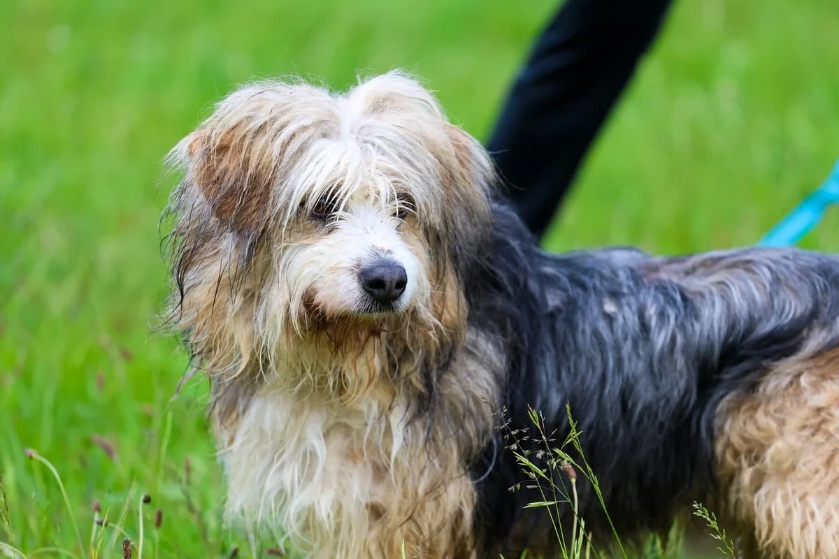 Fafel, Mixed Breed for adoption at Schronisko dla Zwierząt w Słupsku
