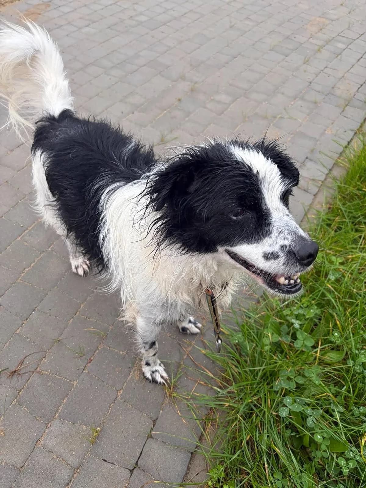 Ciapek, Mixed Breed for adoption at Schronisko dla Zwierząt w Słupsku