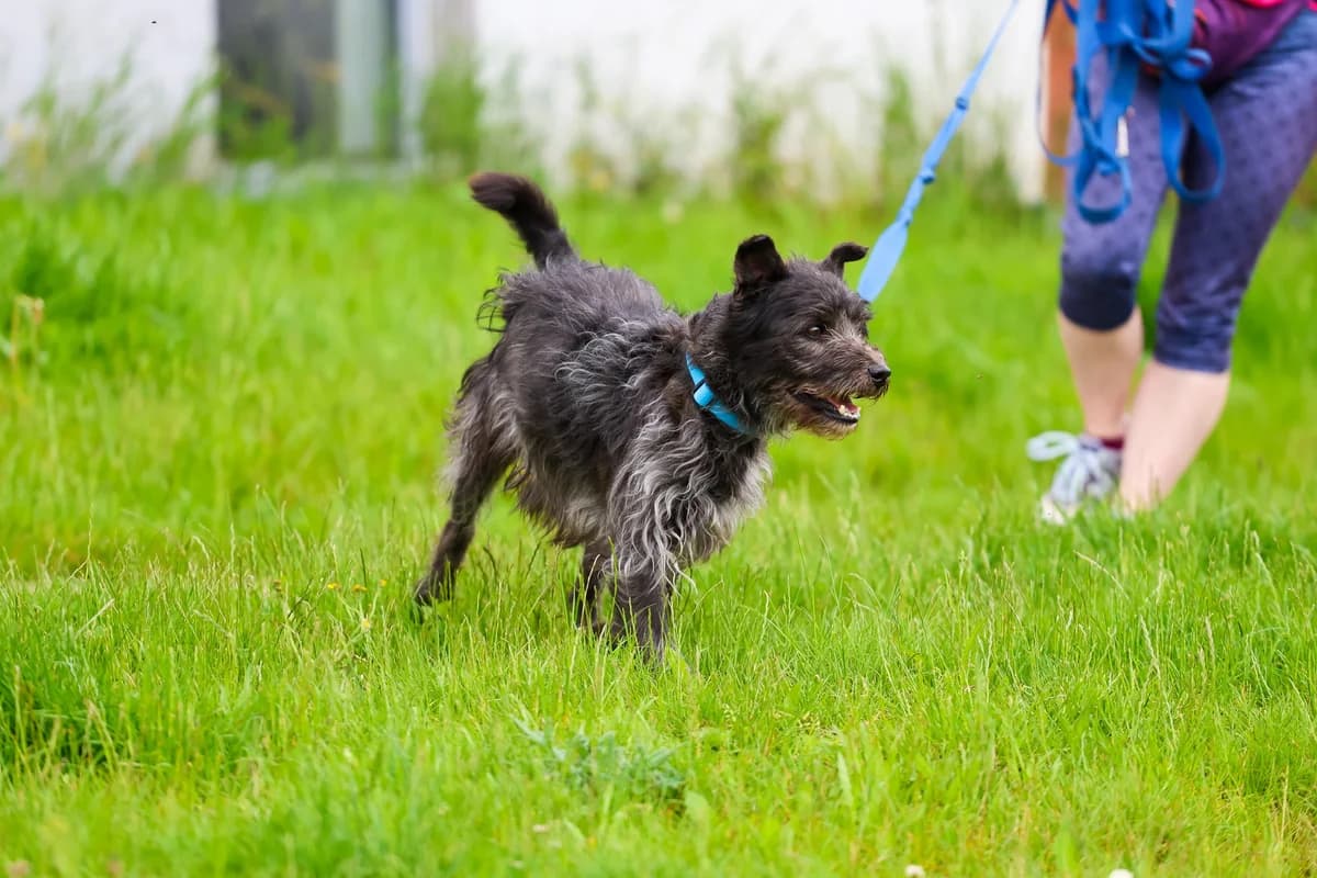 Olek, Mixed Breed for adoption at Schronisko dla Zwierząt w Słupsku