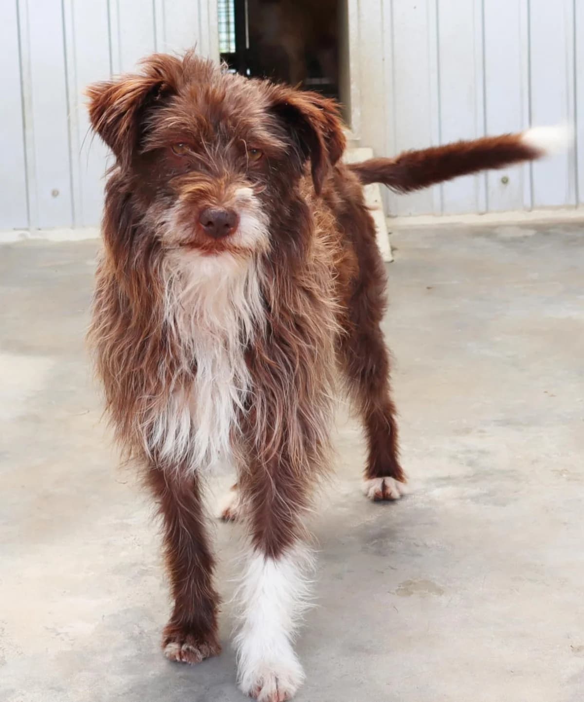Alpaka, Mixed Breed for adoption at Schronisko dla Zwierząt w Słupsku