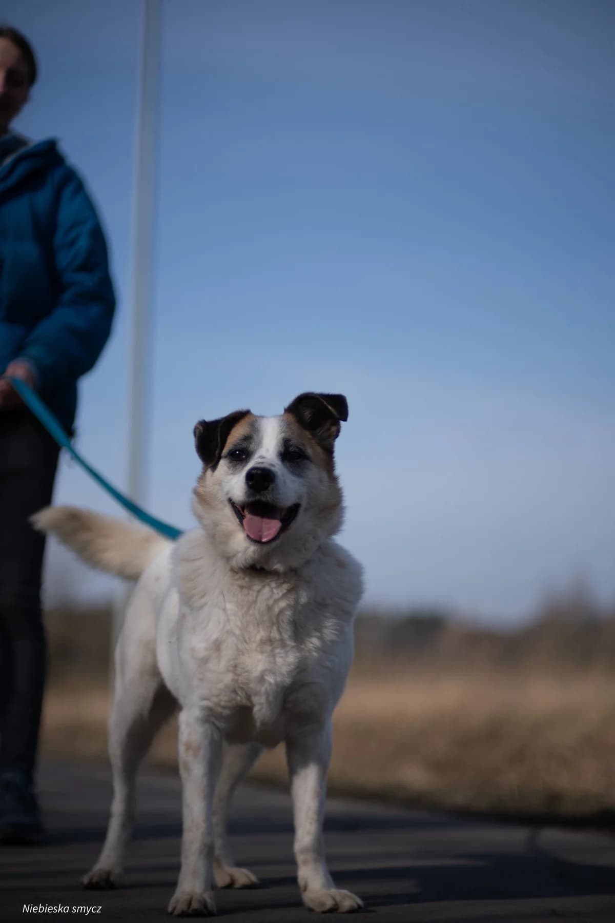 Doda, Mixed Breed for adoption at Schronisko dla Zwierząt w Słupsku