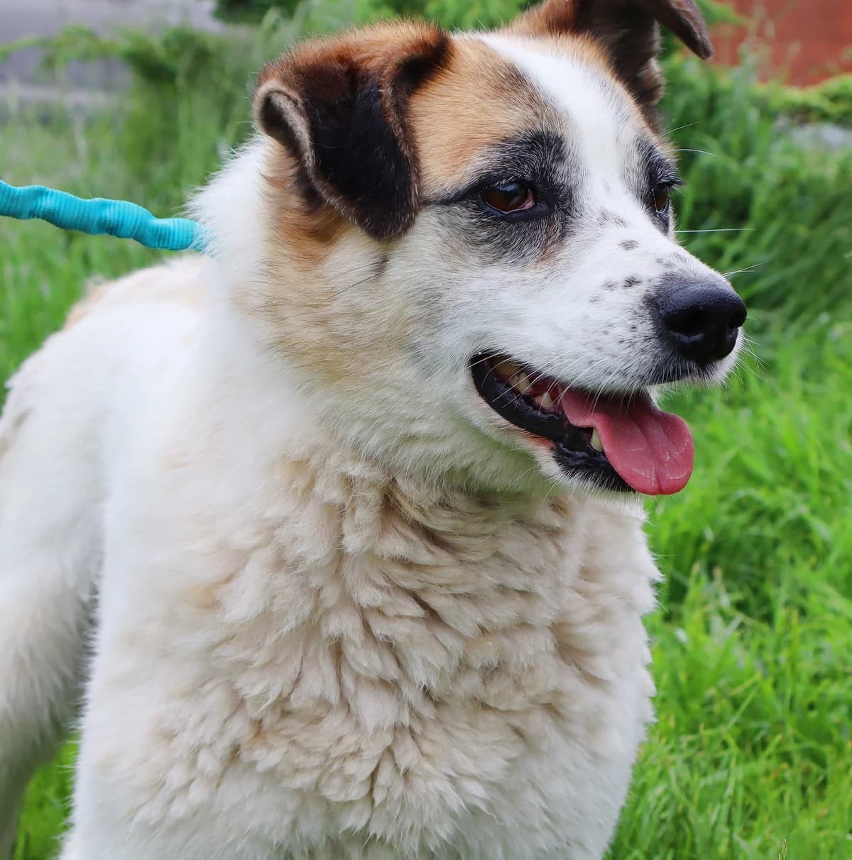Doda, puppy Mixed Breed for adoption at Schronisko dla Zwierząt w Słupsku
