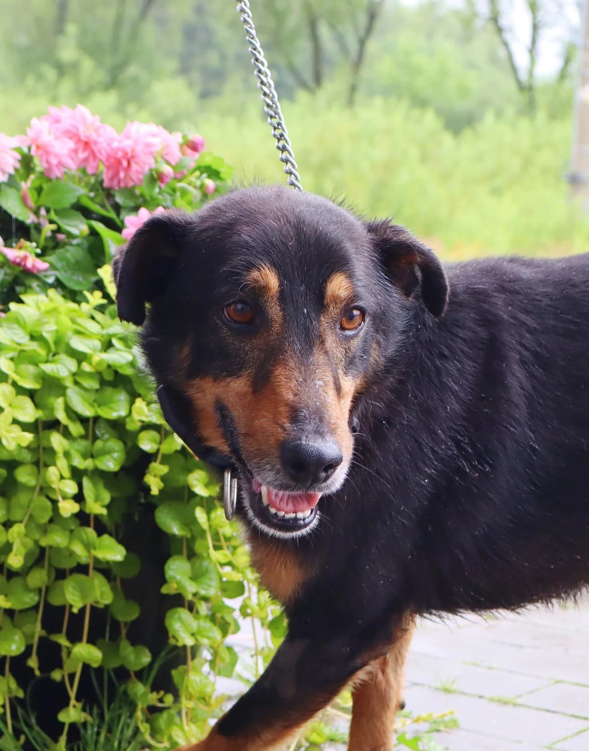 Forest, Mixed Breed for adoption at Schronisko dla Zwierząt w Słupsku