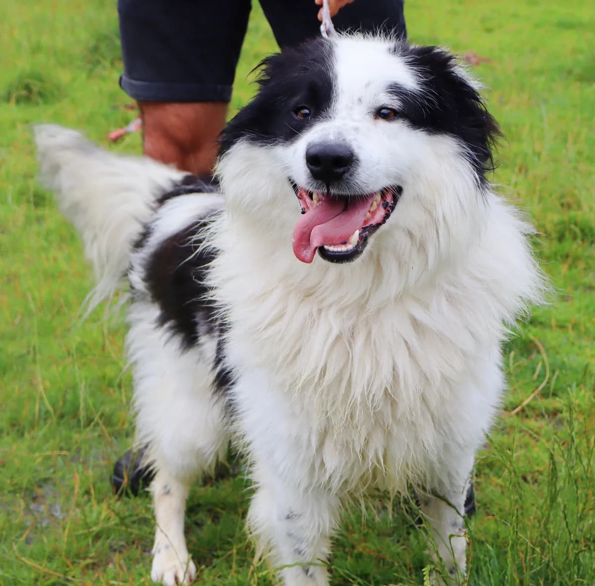 Krux, Mixed Breed for adoption at Schronisko dla Zwierząt w Słupsku