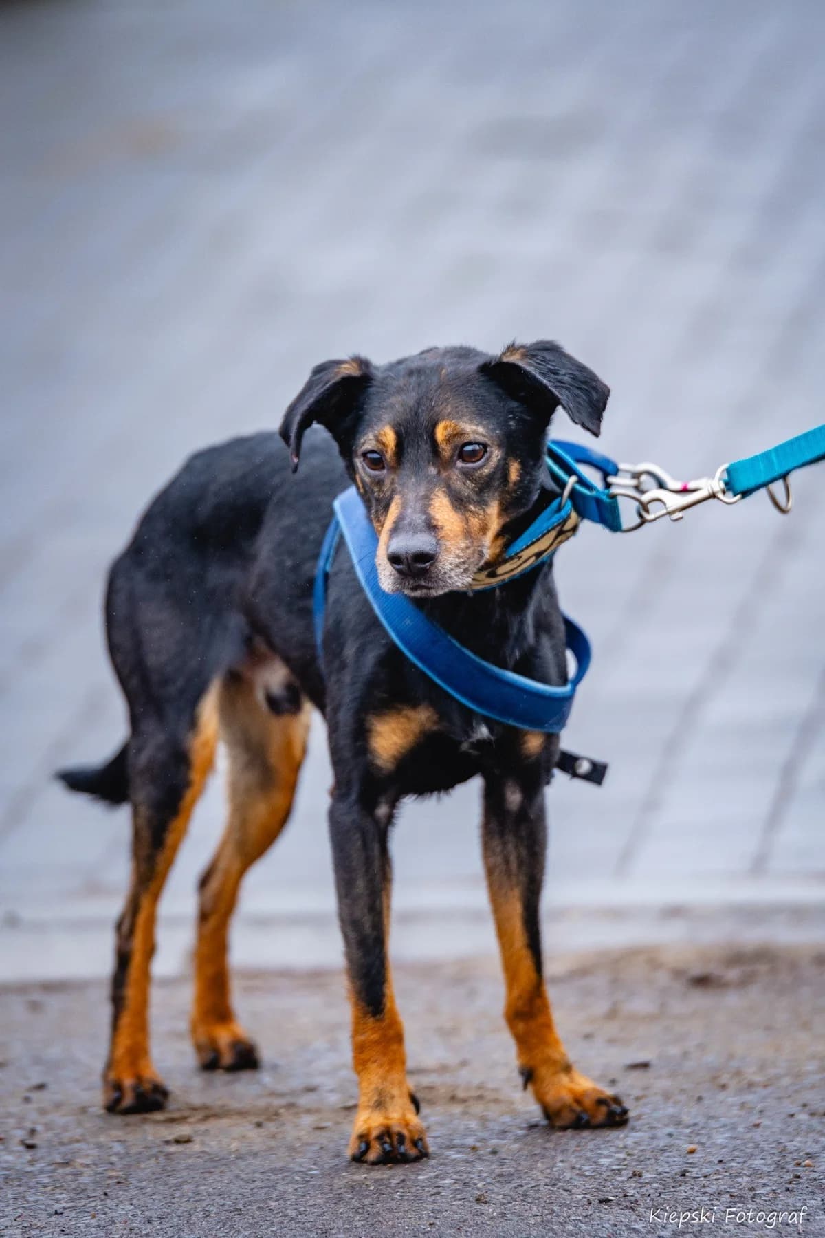 Rubel, Mixed Breed for adoption at Schronisko dla Zwierząt w Słupsku