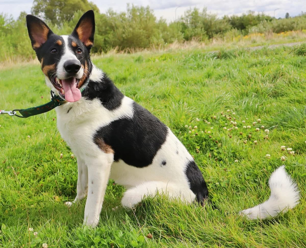 Fornax, puppy Mixed Breed for adoption at Schronisko dla Zwierząt w Słupsku