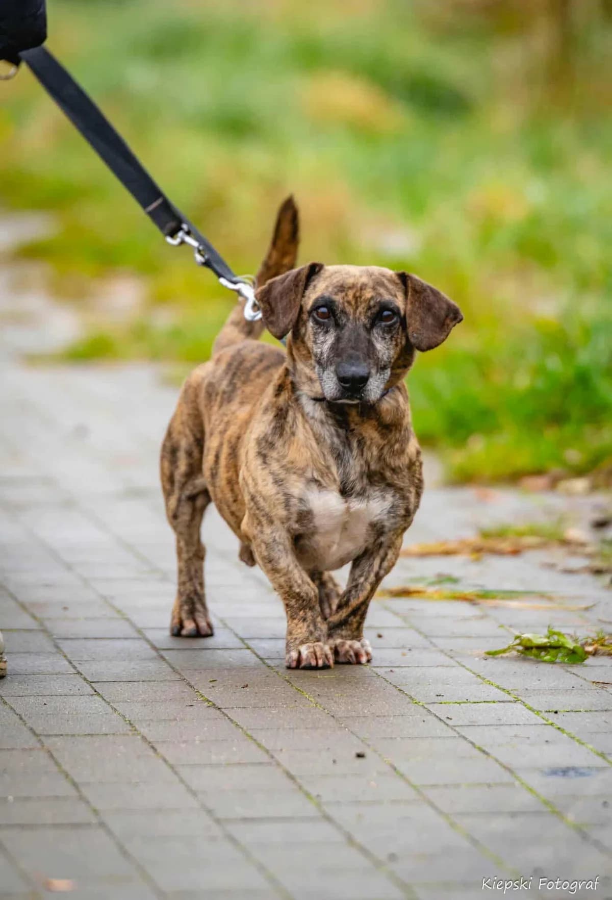 Zuko, Mixed Breed for adoption at Schronisko dla Zwierząt w Słupsku