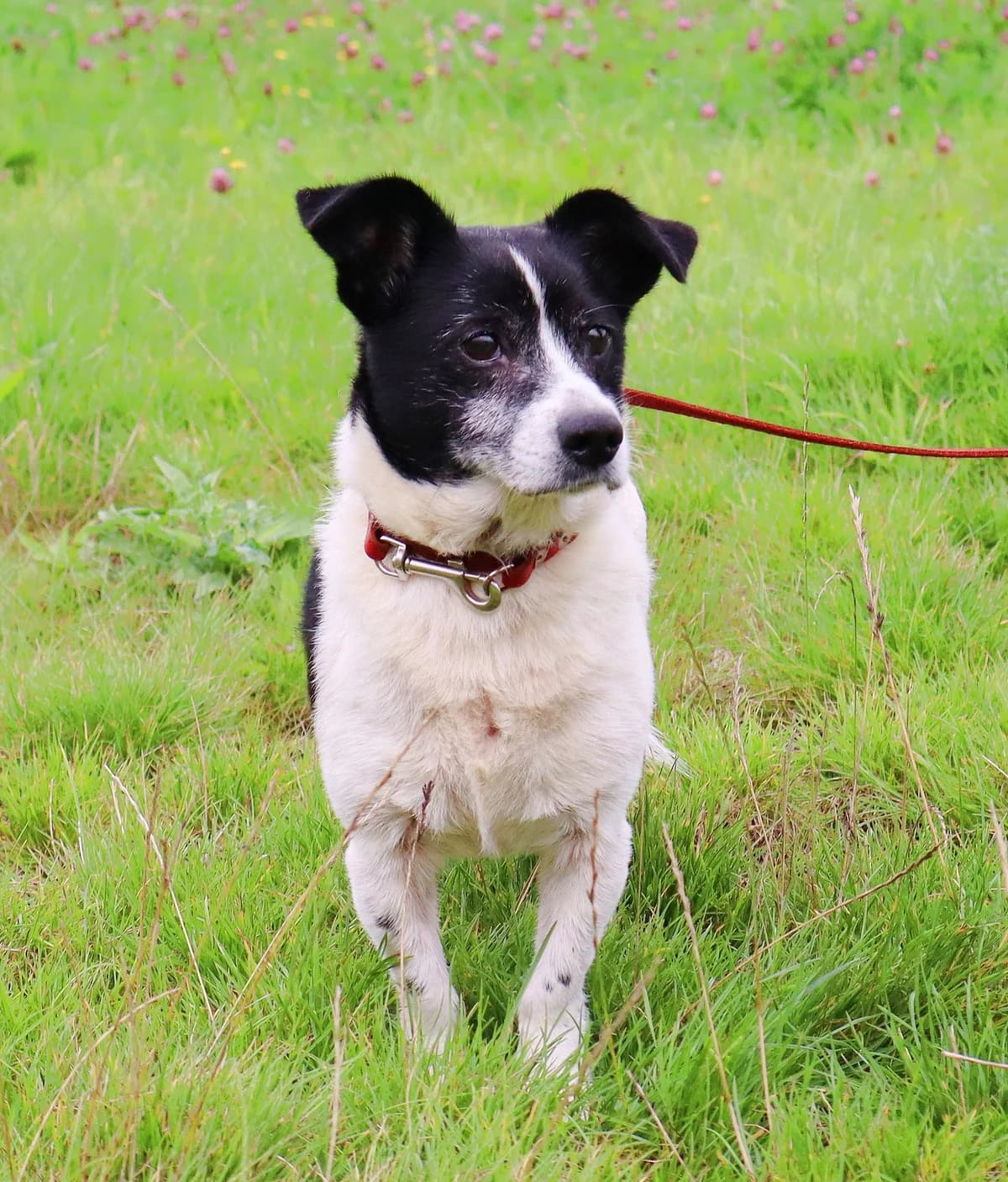 Kubus, senior Mixed Breed for adoption at Schronisko dla Zwierząt w Słupsku