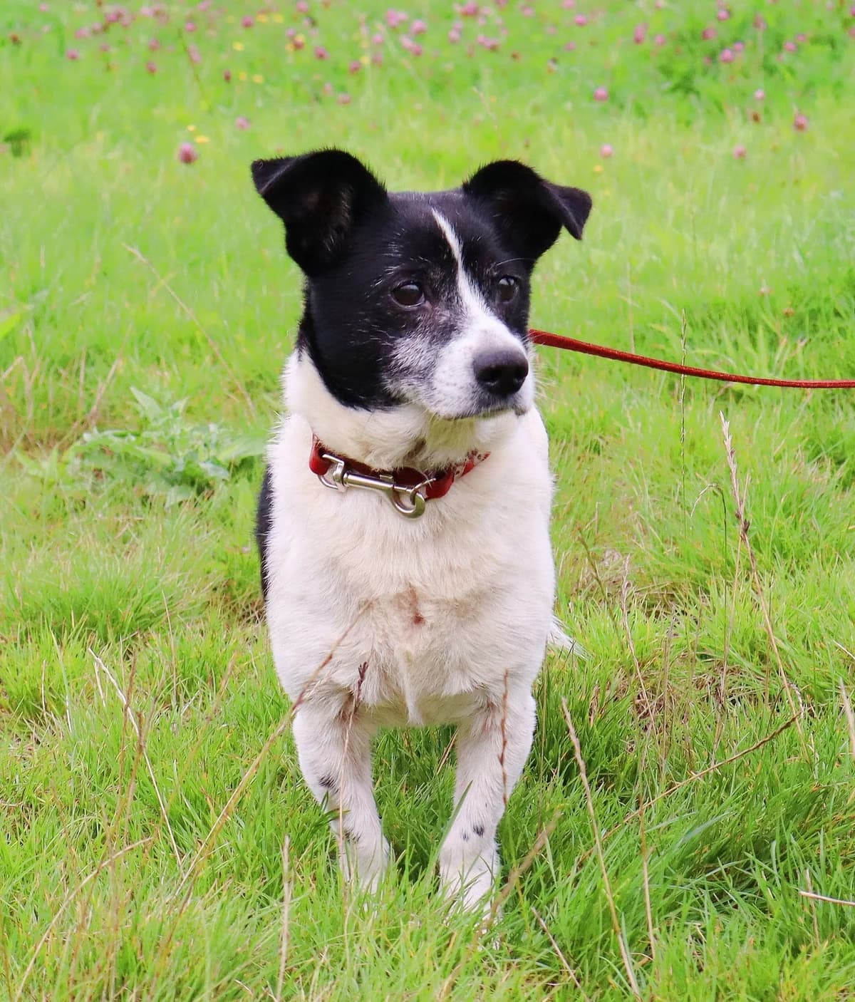 Kubus, senior Mixed Breed for adoption at Schronisko dla Zwierząt w Słupsku
