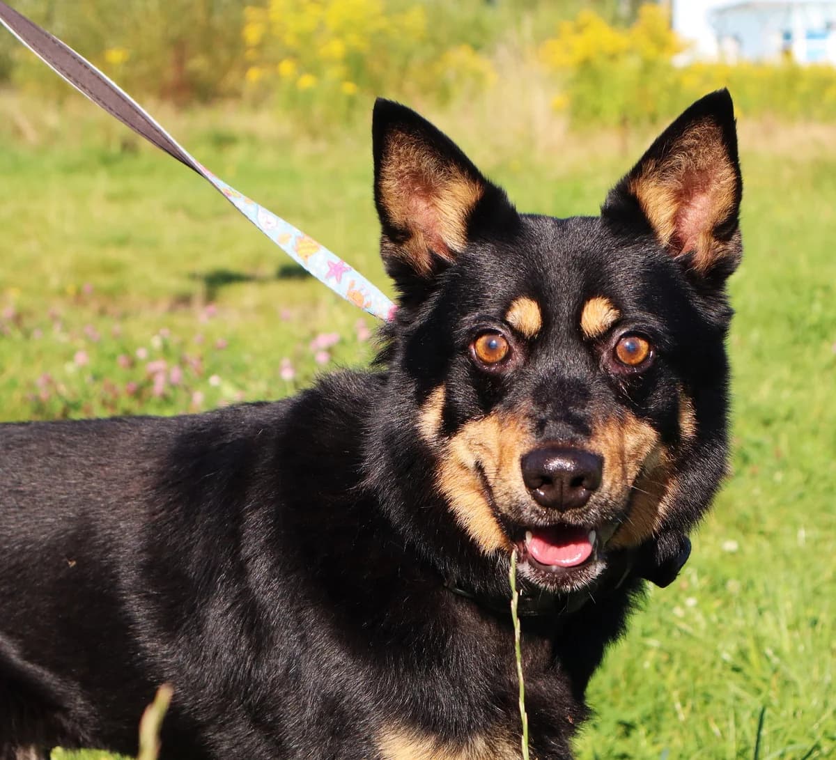 Pyxio, Mixed Breed for adoption at Schronisko dla Zwierząt w Słupsku