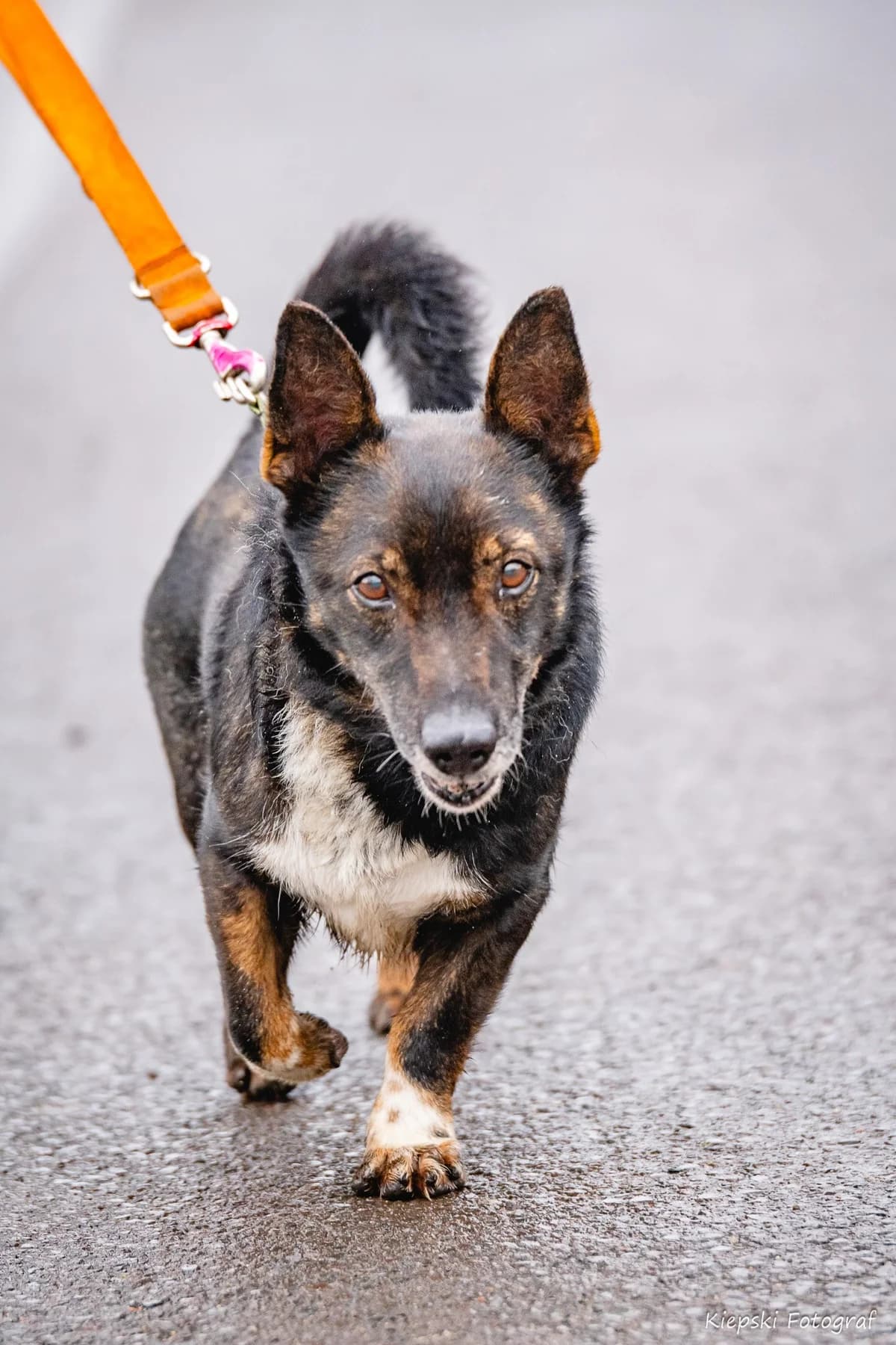 Herman, Mixed Breed for adoption at Schronisko dla Zwierząt w Słupsku