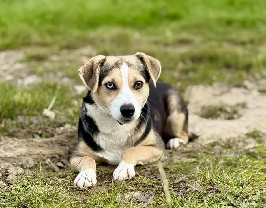 Wega, Mixed Breed for adoption at Schronisko dla Zwierząt w Słupsku