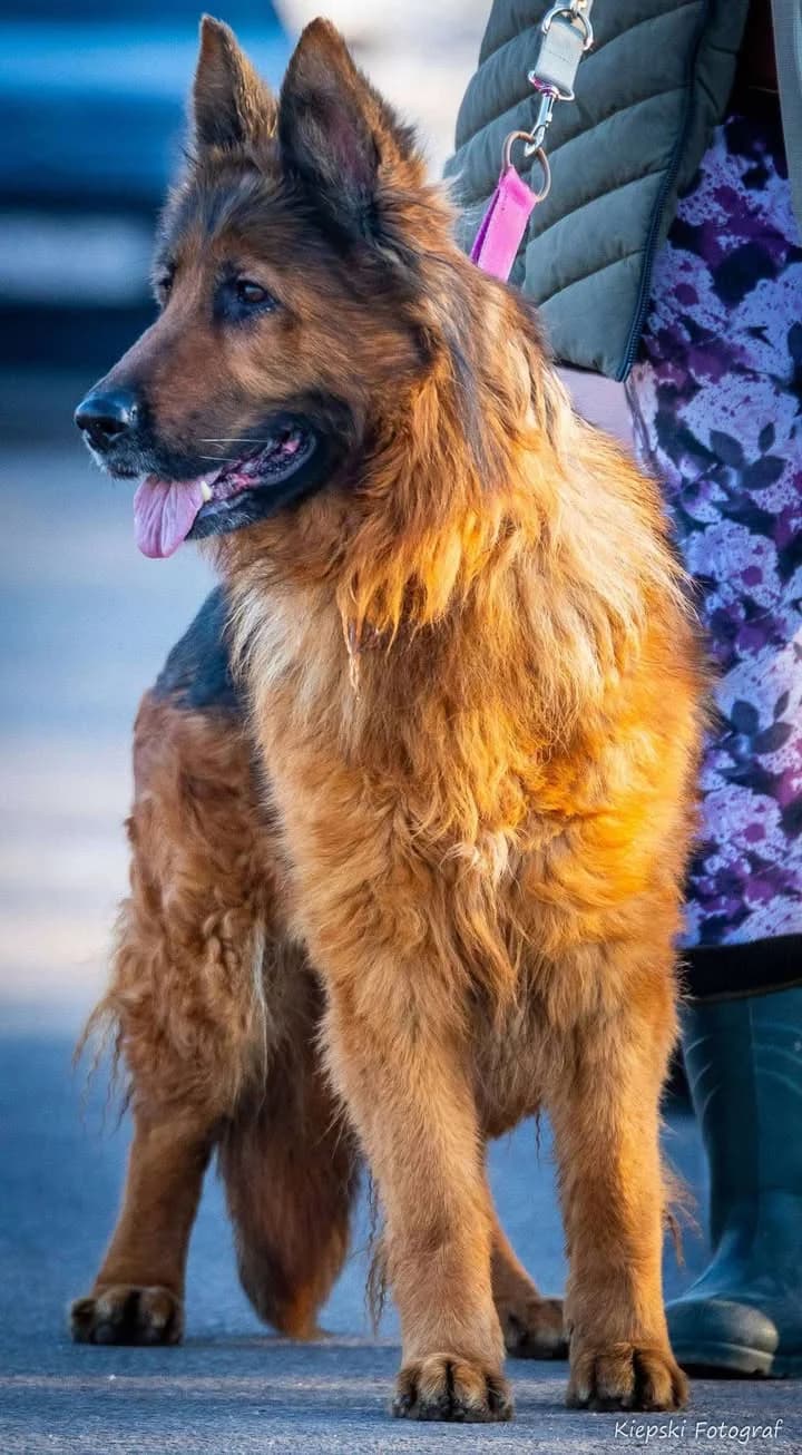Valkiria, Mixed Breed for adoption at Schronisko dla Zwierząt w Słupsku
