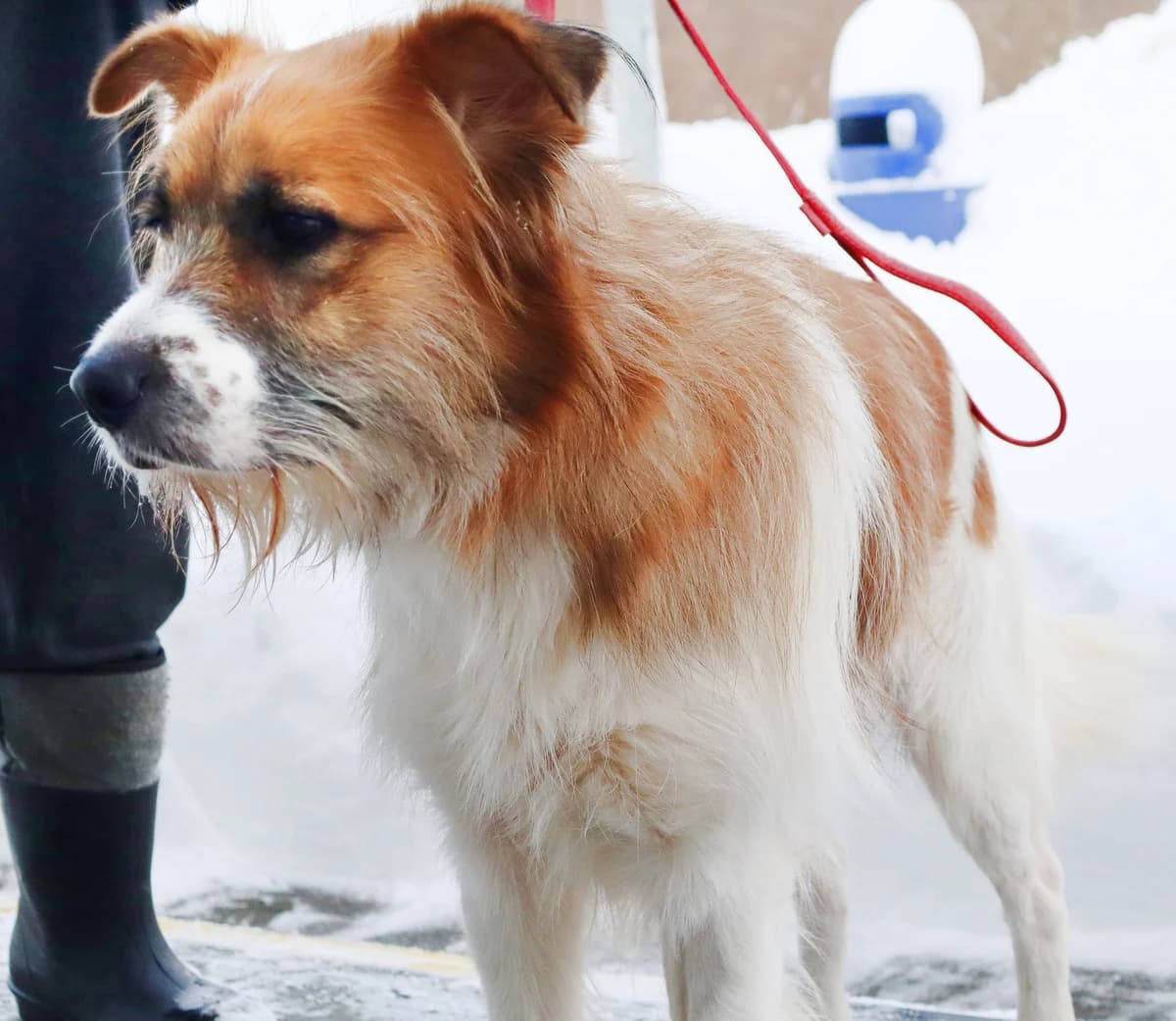 Snoopy, Mixed Breed for adoption at Schronisko dla Zwierząt w Słupsku