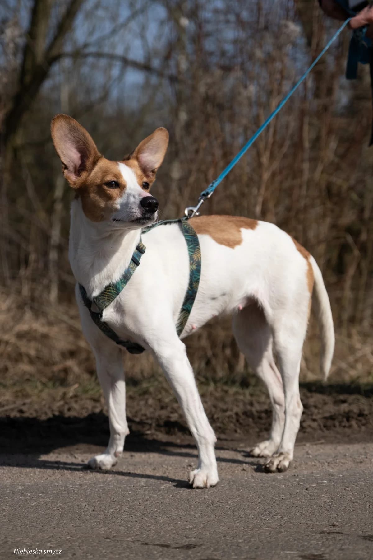 Eli-zka, Mixed Breed for adoption at Schronisko dla Zwierząt w Słupsku