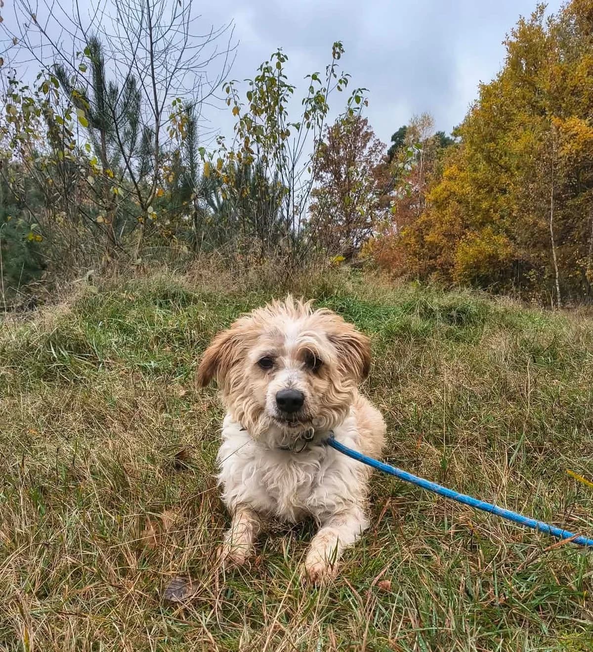Ibisz, Mixed Breed for adoption at Schronisko dla Zwierząt w Słupsku