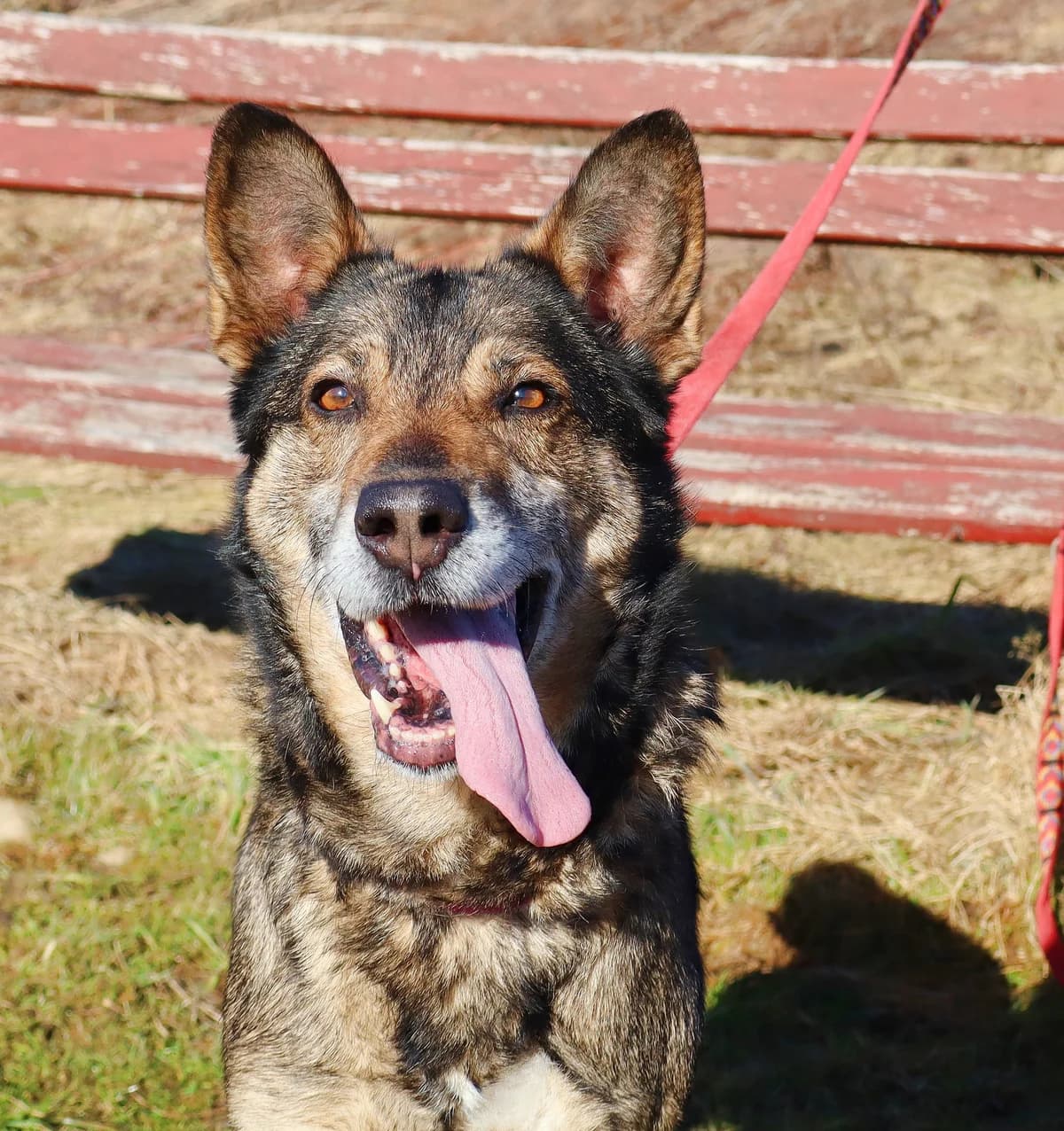 Atom, Mixed Breed for adoption at Schronisko dla Zwierząt w Słupsku