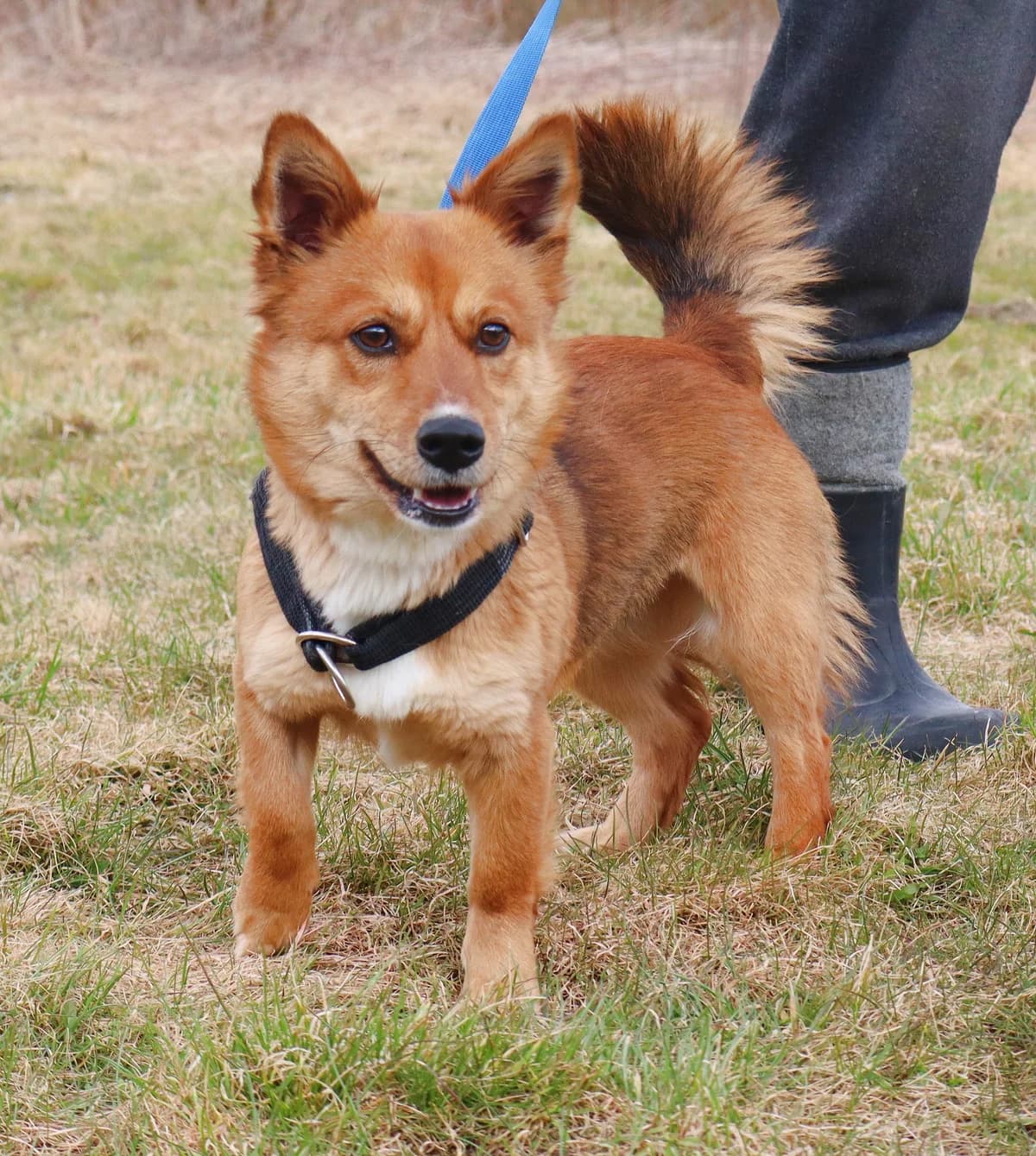 Skaj, Mixed Breed for adoption at Schronisko dla Zwierząt w Słupsku