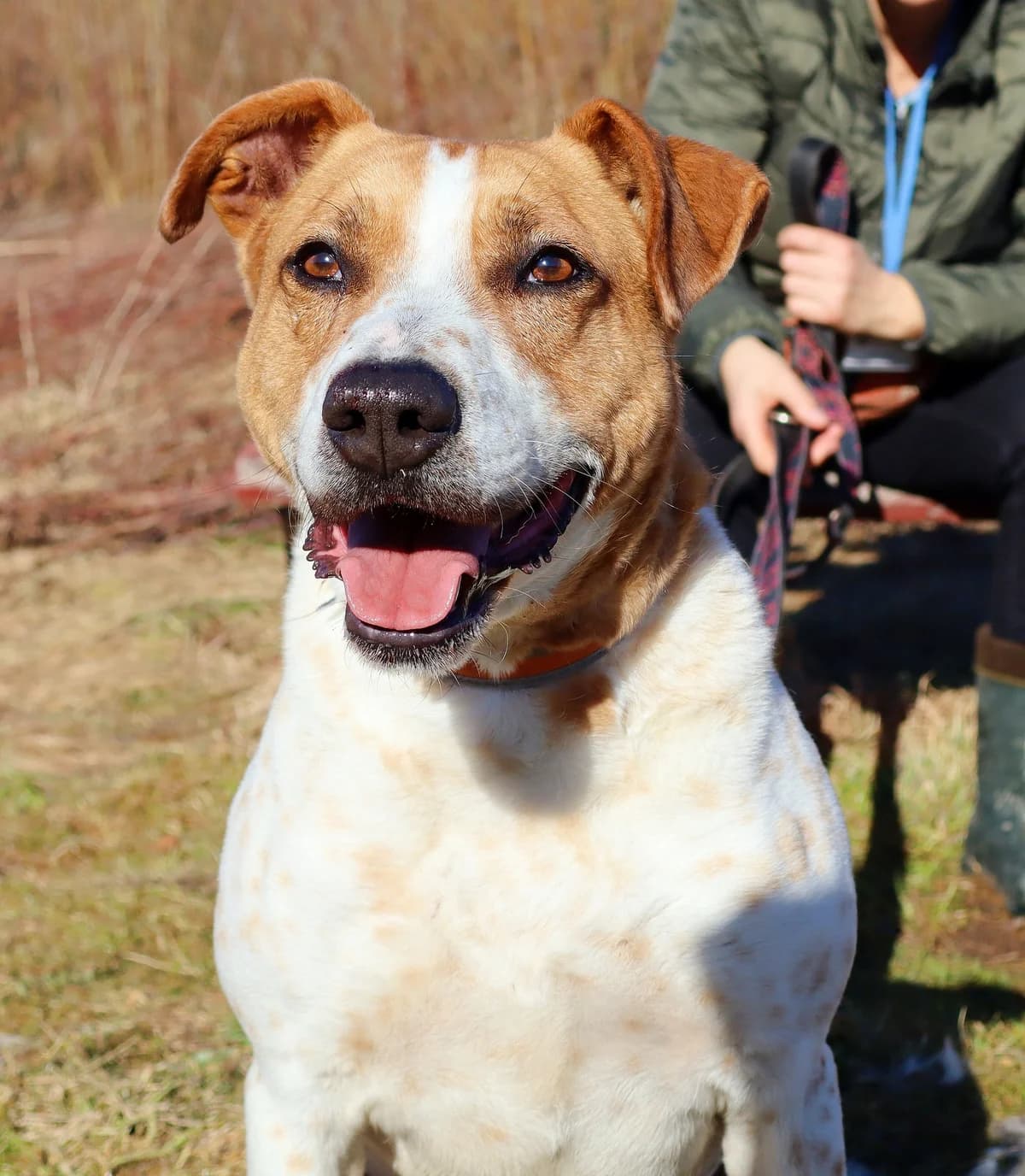 Radny, Mixed Breed for adoption at Schronisko dla Zwierząt w Słupsku