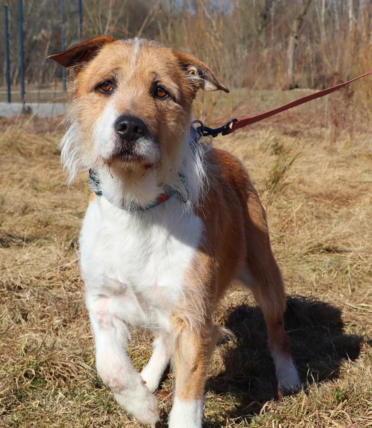 Ronal, Mixed Breed for adoption at Schronisko dla Zwierząt w Słupsku