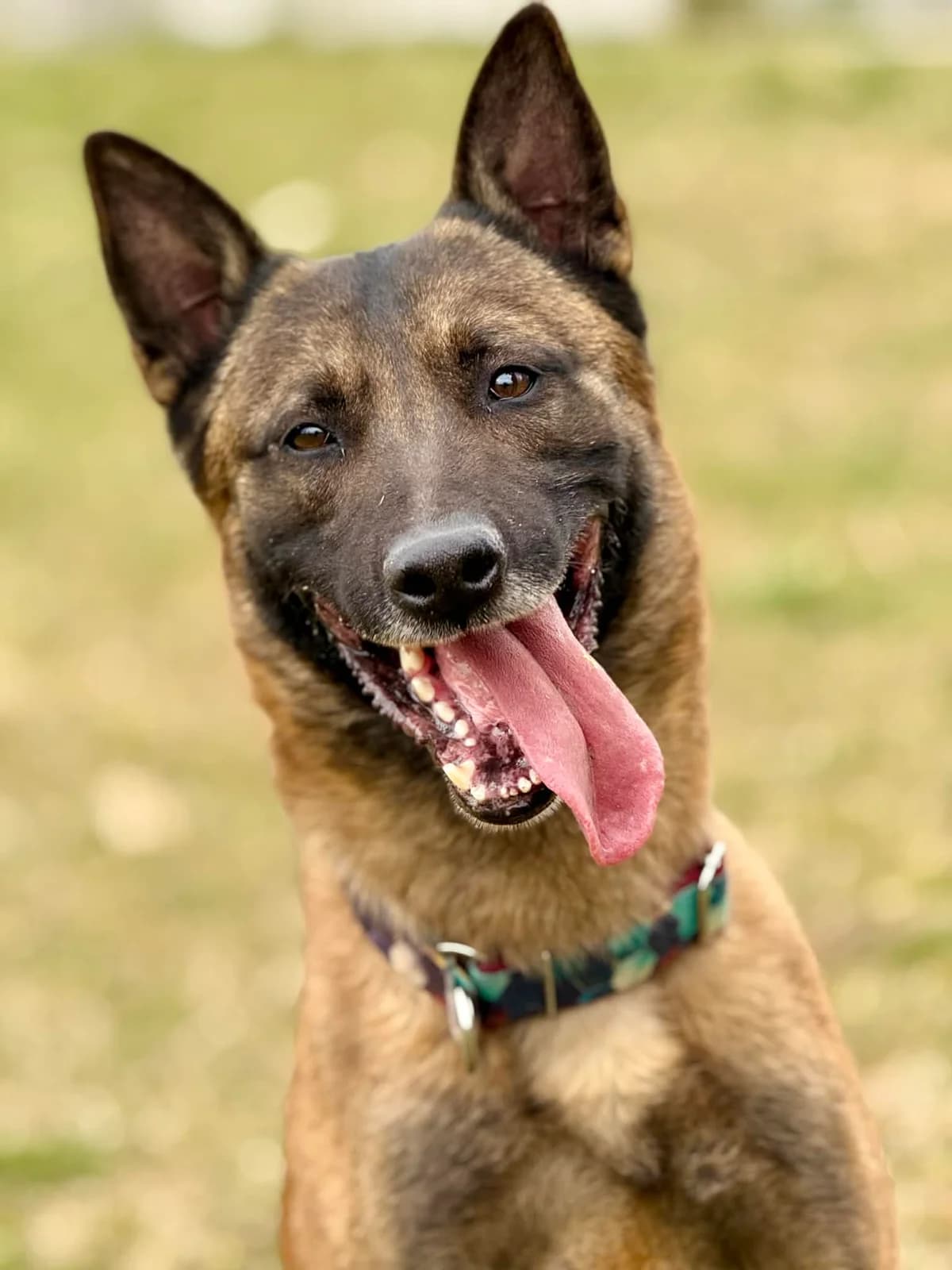 Alvar, puppy Mixed Breed for adoption at Schronisko dla Zwierząt w Słupsku