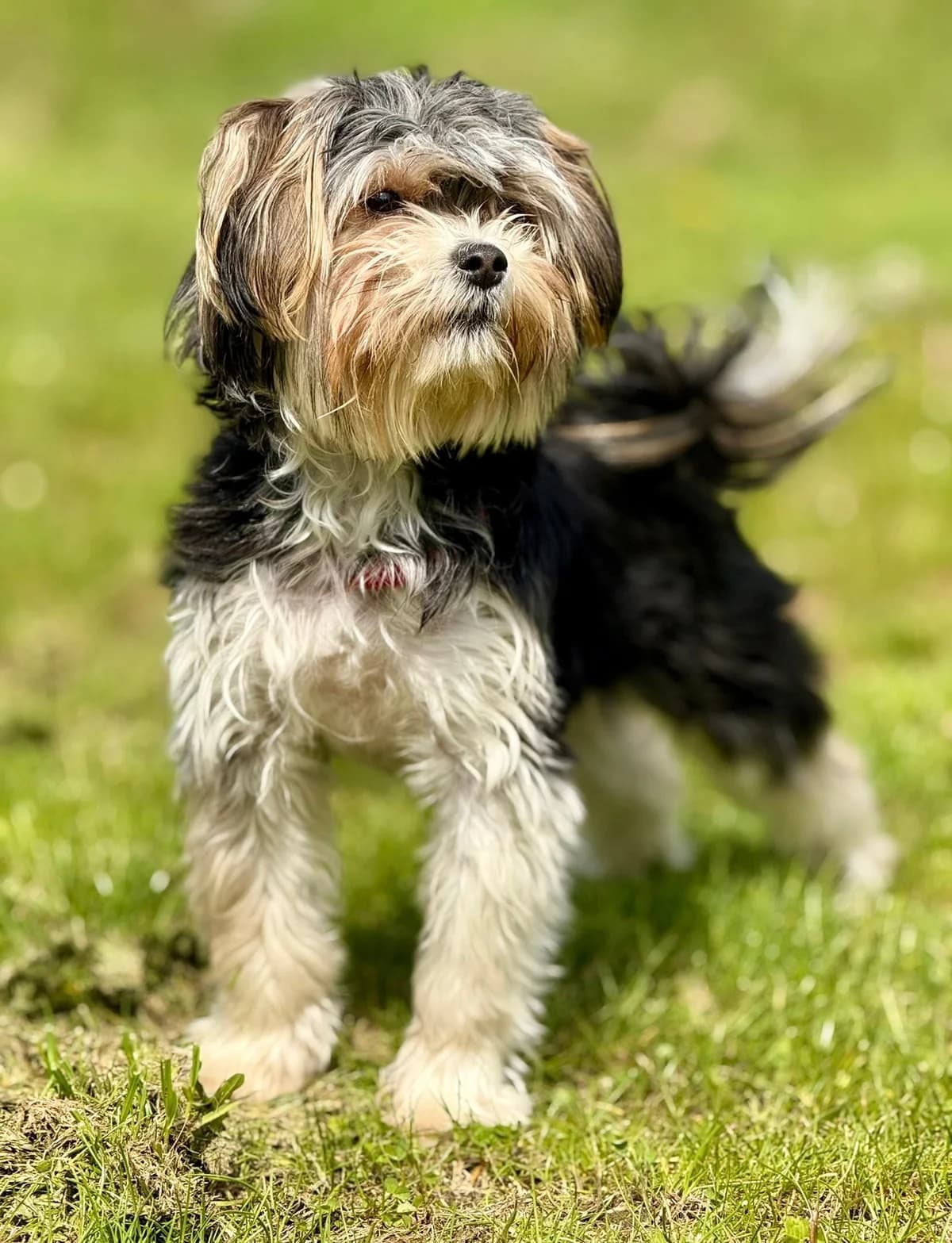 Słiti, Mixed Breed for adoption at Schronisko dla Zwierząt w Słupsku