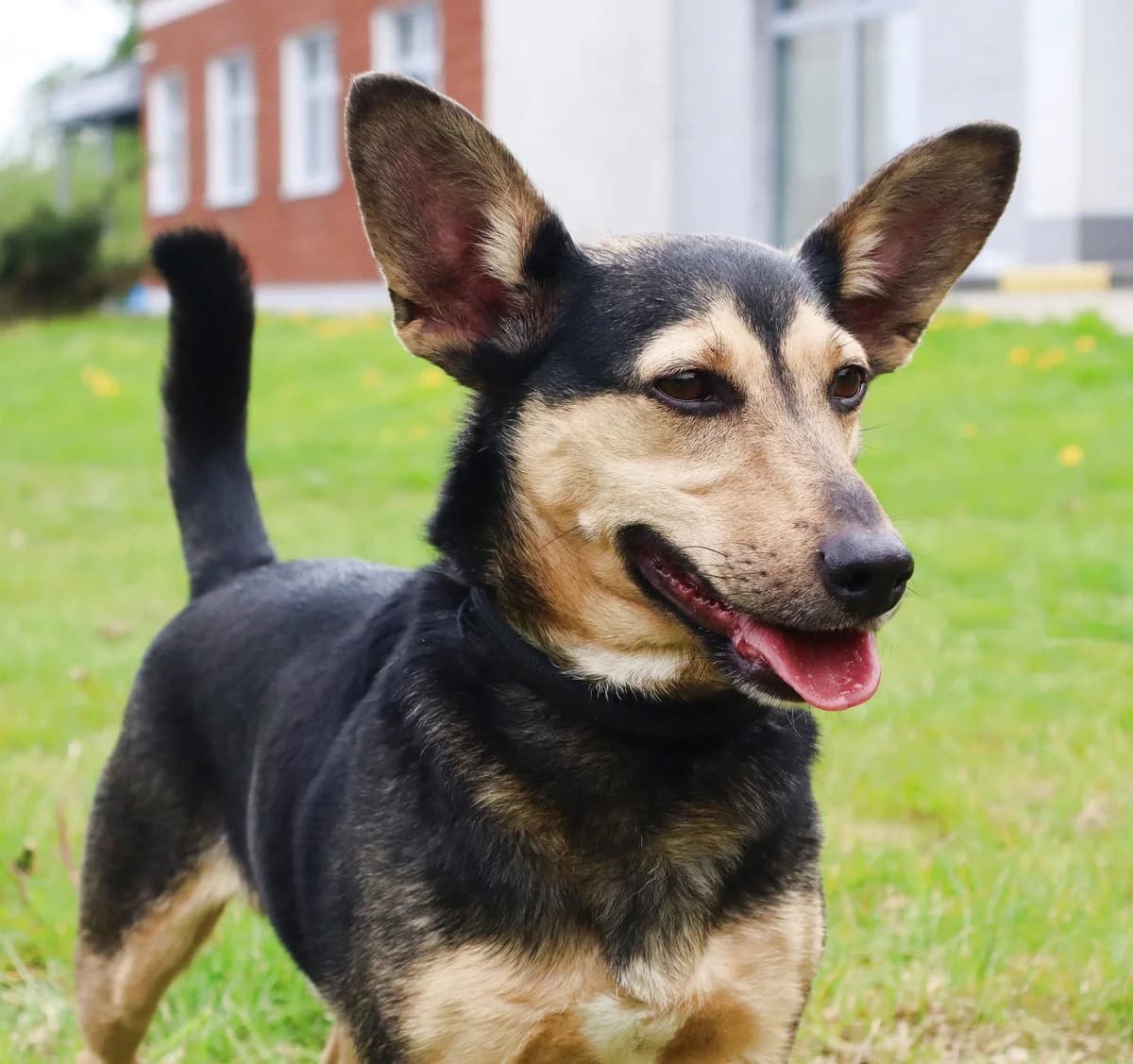 Goblin, Mixed Breed for adoption at Schronisko dla Zwierząt w Słupsku