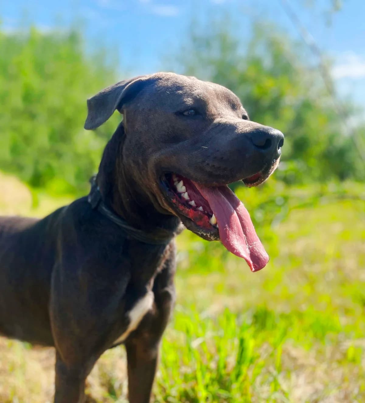 Gandhi, Mixed Breed for adoption at Schronisko dla Zwierząt w Słupsku