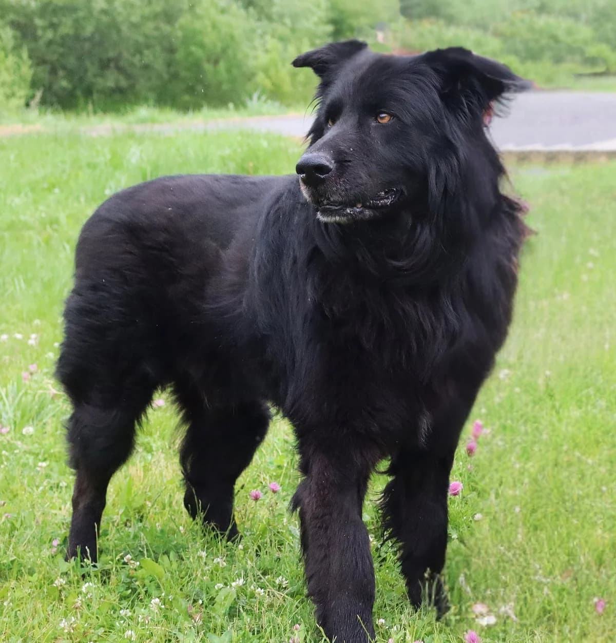 Arres, senior Mixed Breed for adoption at Schronisko dla Zwierząt w Słupsku