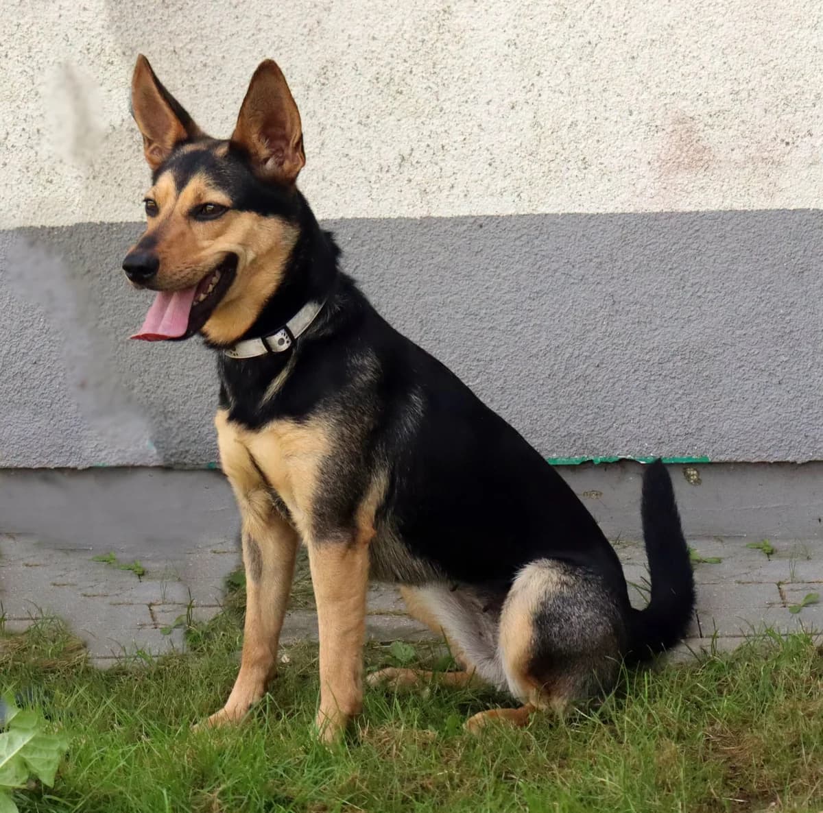 Nara, puppy Mixed Breed for adoption at Schronisko dla Zwierząt w Słupsku