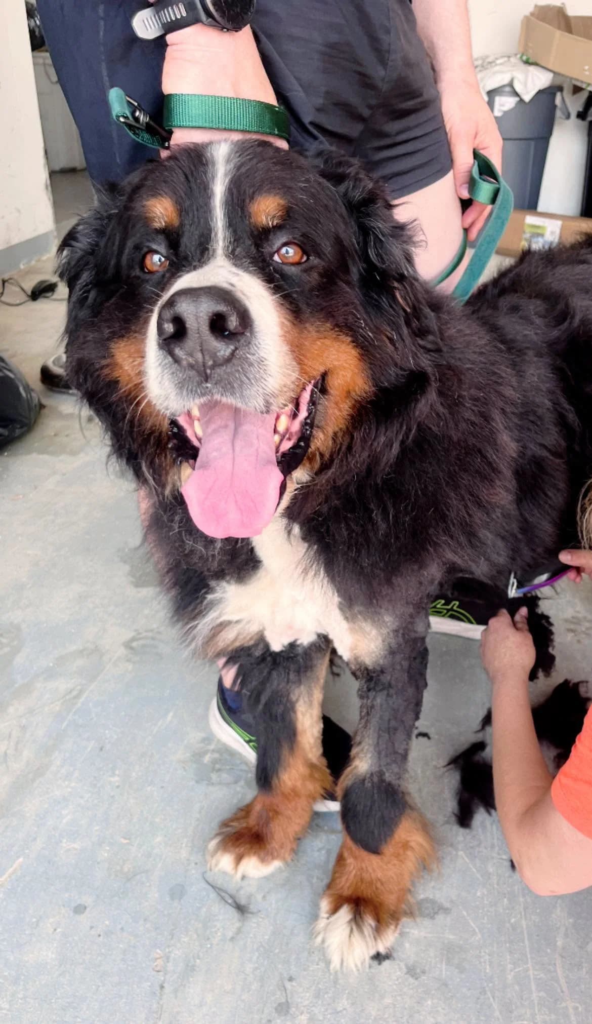 Berni, Mixed Breed for adoption at Schronisko dla Zwierząt w Słupsku