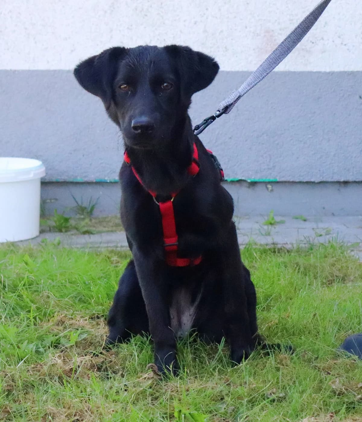 Ko-ka, puppy Mixed Breed for adoption at Schronisko dla Zwierząt w Słupsku