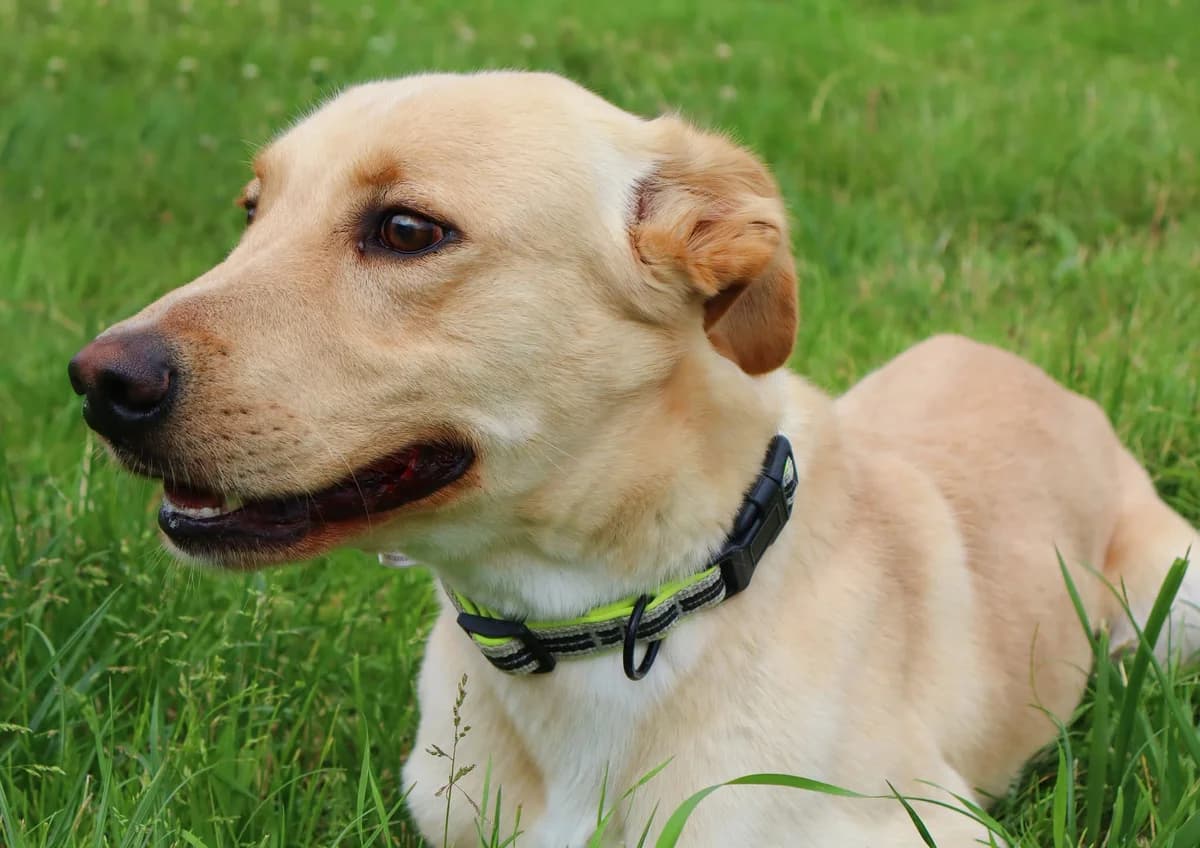Lego, Mixed Breed for adoption at Schronisko dla Zwierząt w Słupsku