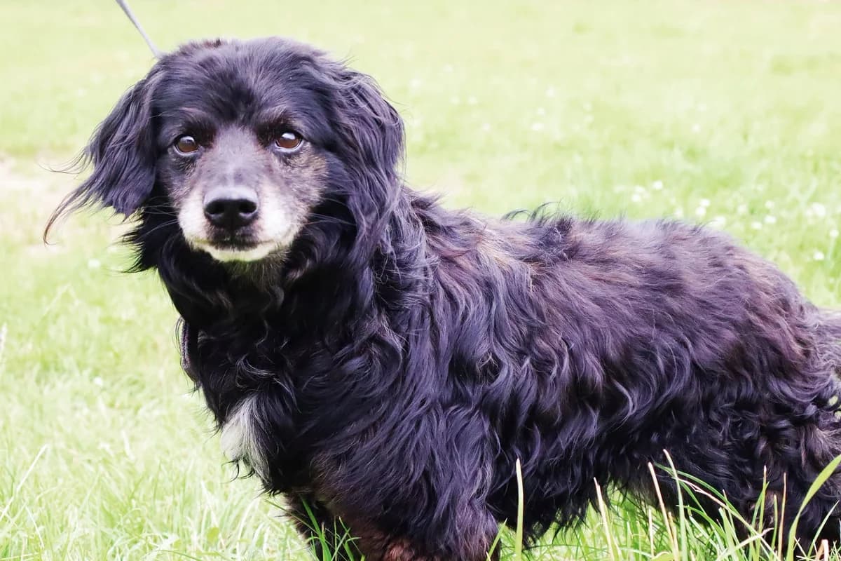 Mozart, Mixed Breed for adoption at Schronisko dla Zwierząt w Słupsku